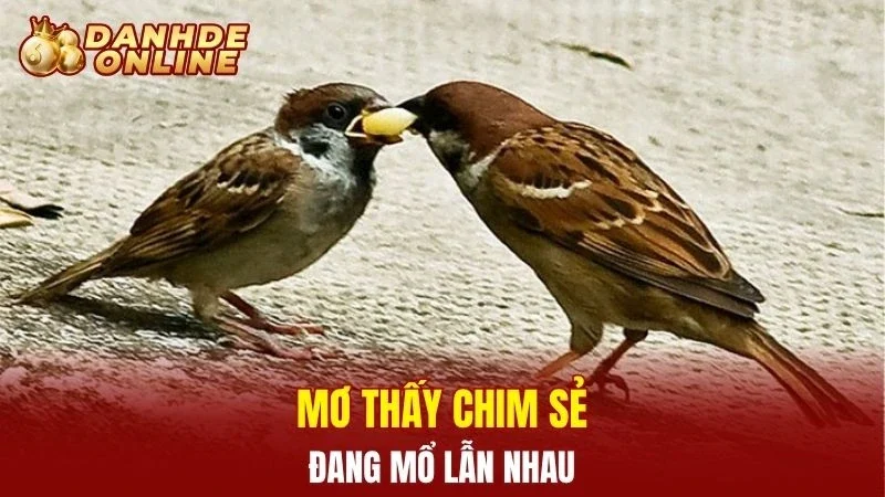 Mơ thấy chim sẻ đang mổ lẫn nhau