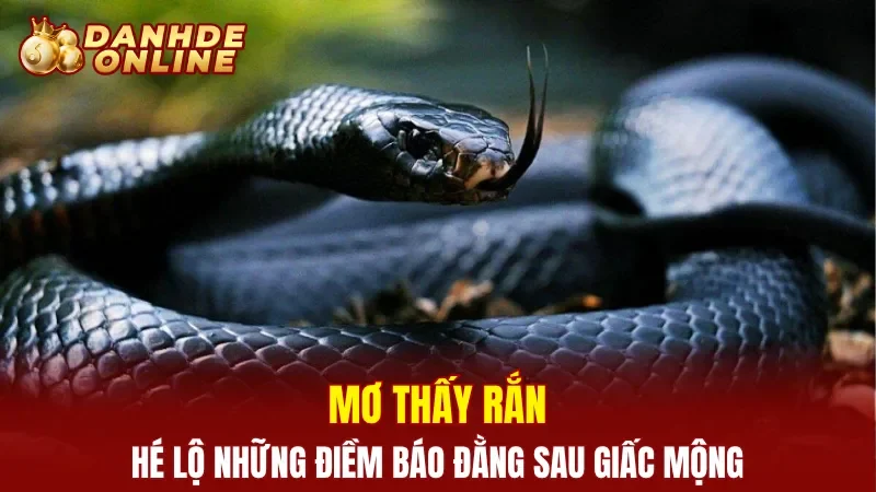 Mơ thấy rắn